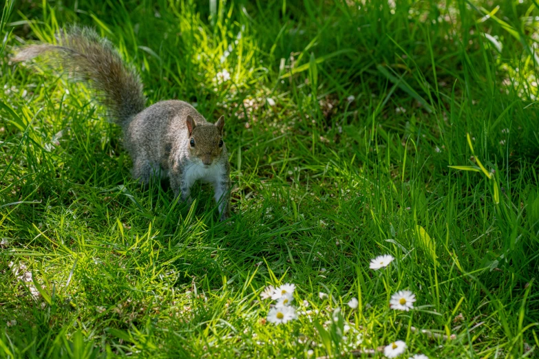 a squirrel is walking on a green grassy area