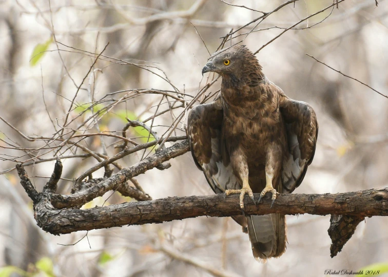 a brown and black bird is perched on a nch