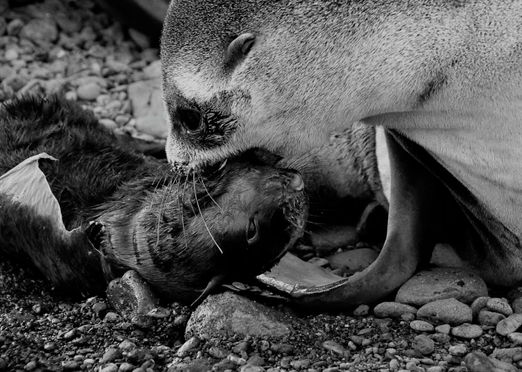 a sea lion licking the remains of it's young