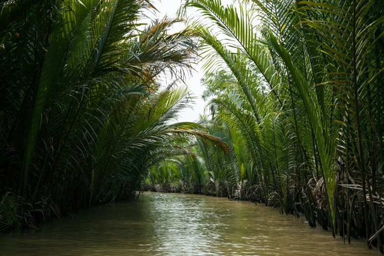 a waterway running through a jungle filled with trees