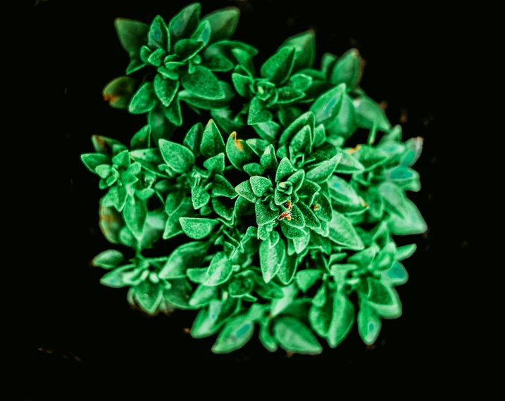 a close up picture of a green plant with dark background