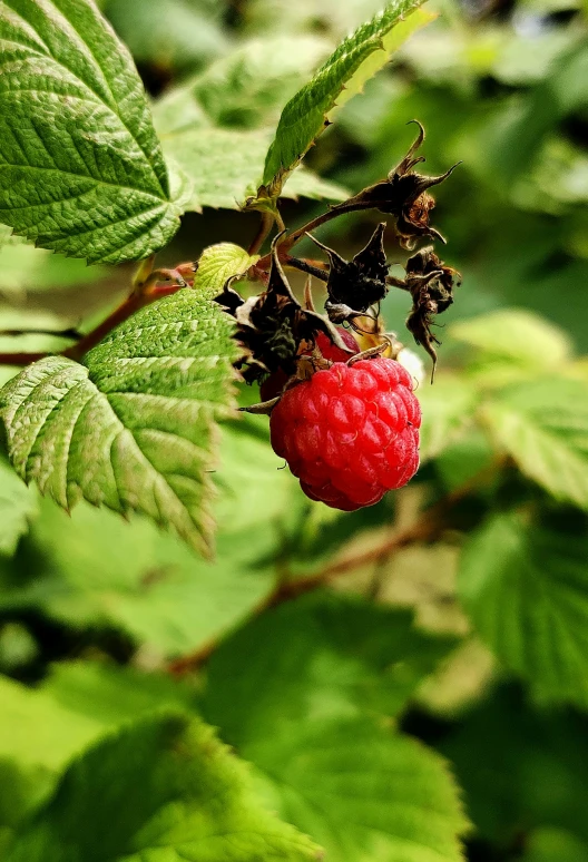 raspberries grow on the nches of a tree