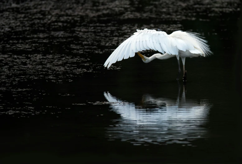 a large bird on a body of water