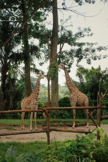 two giraffes standing next to each other near trees