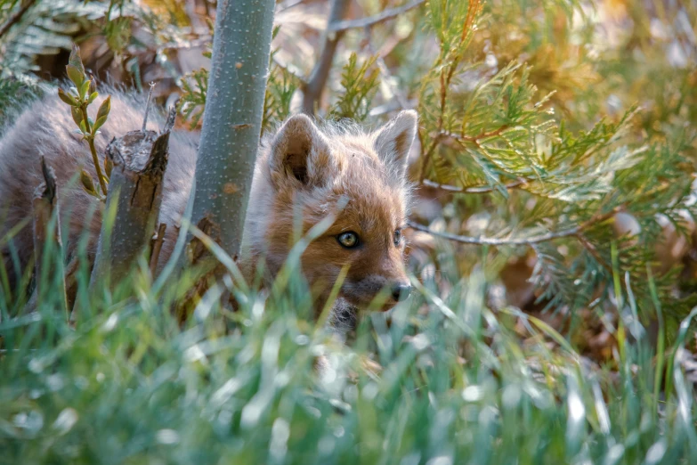 a small animal in the bushes hiding behind some trees