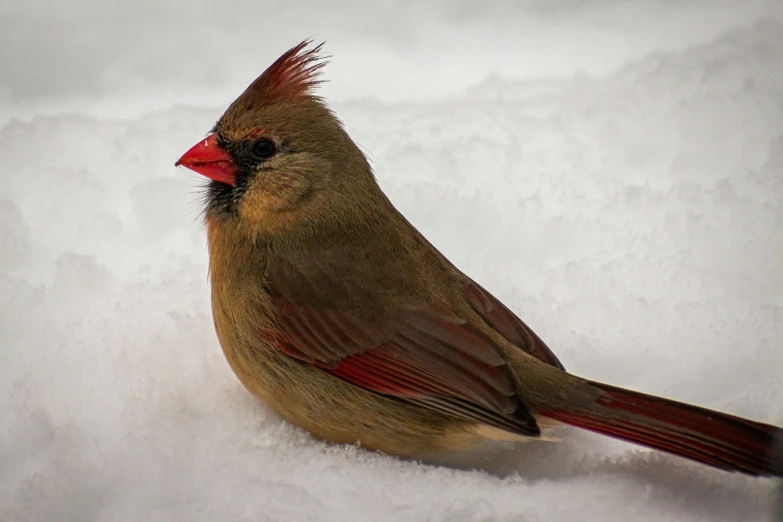 the bird is sitting in the snow on top of it's head