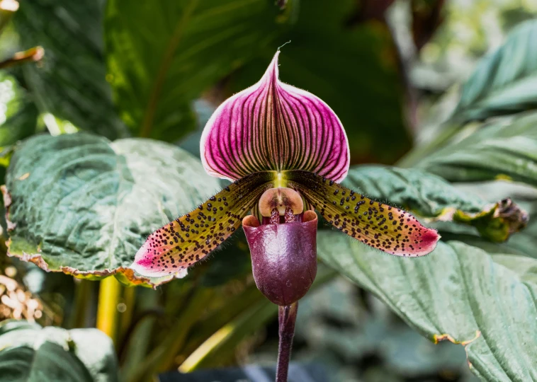 an orchid that has been opened up and is standing