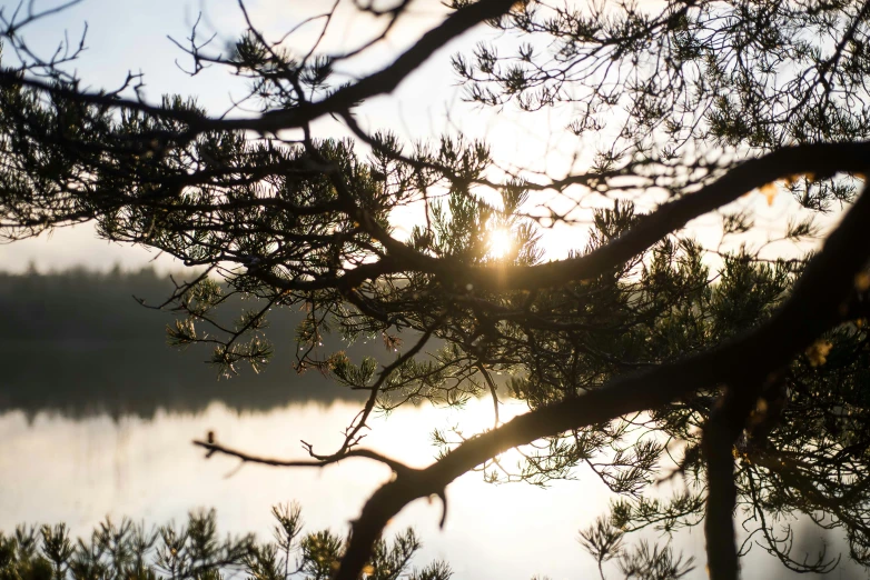 the sun is setting through nches of trees