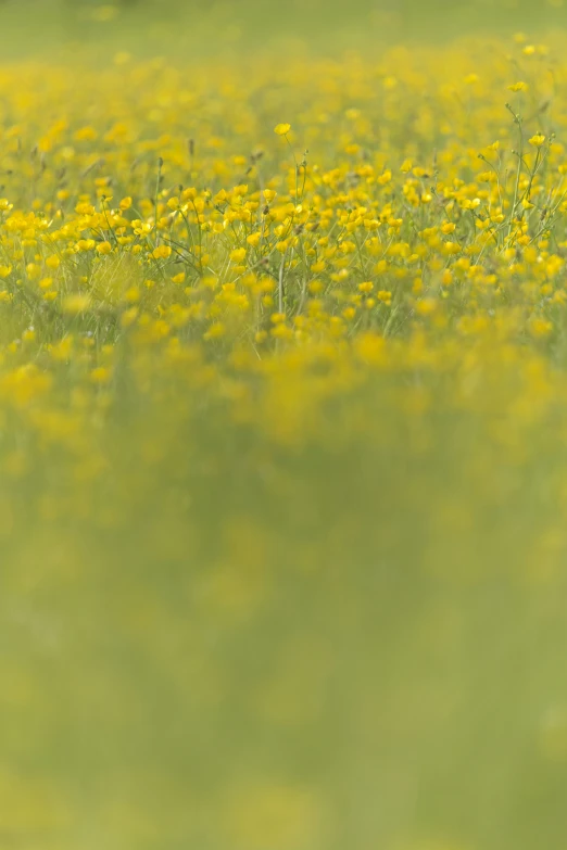 a dog sits in the middle of a field of dandelions