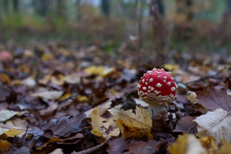 a small red mushroom grows in the leaves