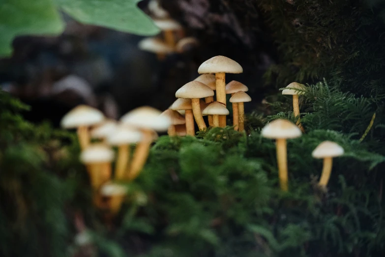 a group of mushrooms growing on a mossy field