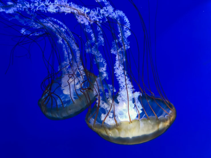 a group of jellyfish in their exhibit in an aquarium