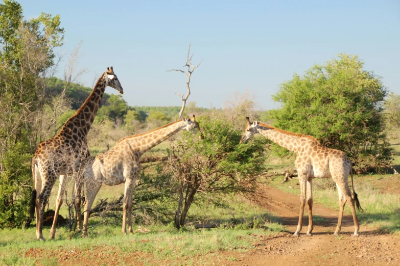 two giraffes standing in the grass near trees