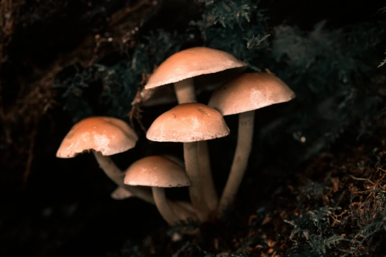 small mushrooms growing on the dirt under some rocks