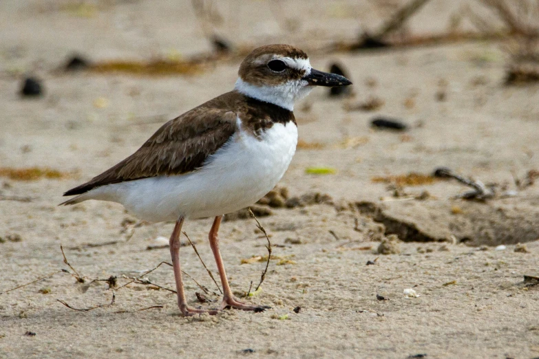 a small bird standing on top of a sandy beach