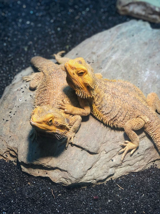 two small yellow lizards on a rock