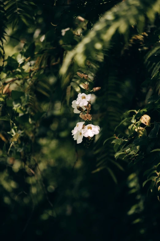 a white flower with the leaves in the foreground