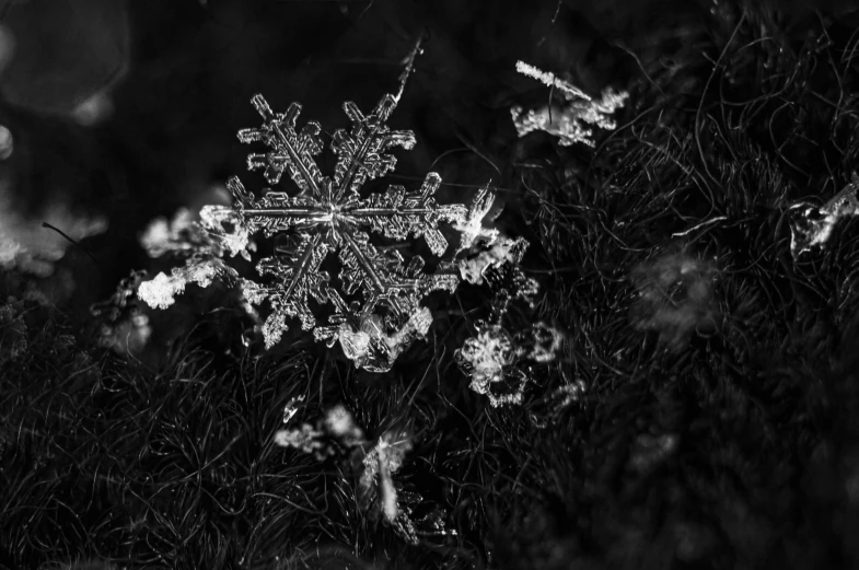 the snowflake is almost gone and covered with frost