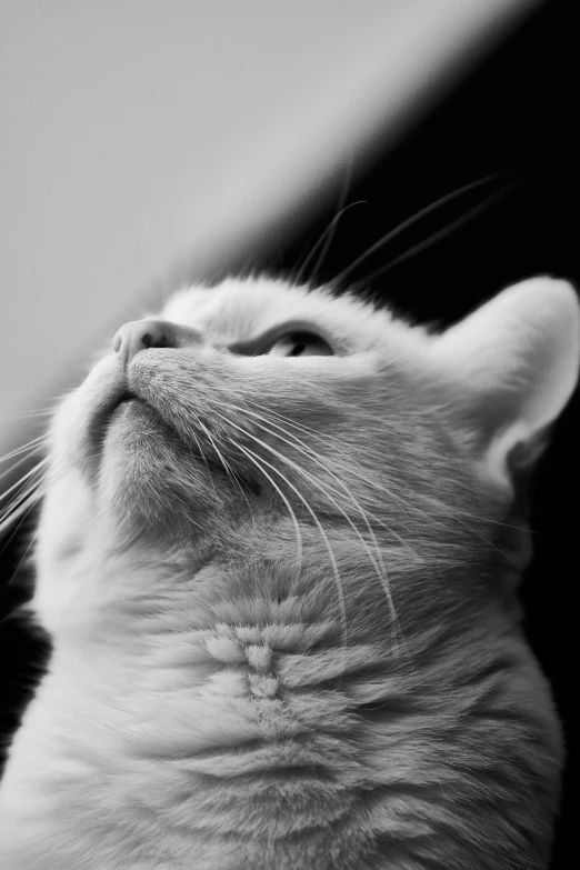 a close - up po of a kitten looking upward into the sky