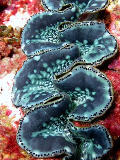 a group of blue corals on a bed of red coral