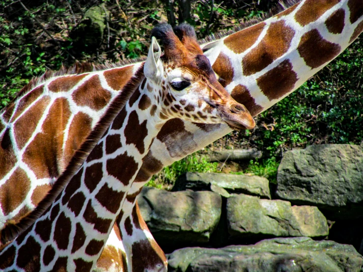 an image of two giraffes that are outside