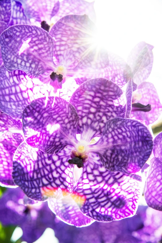 close up po of a purple flower with sunbeams in the background