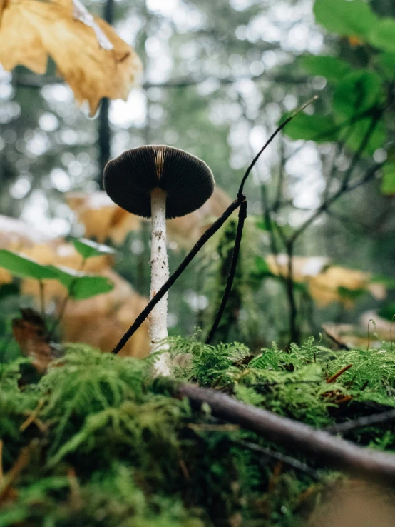 a mushroom in the forest is growing on the ground