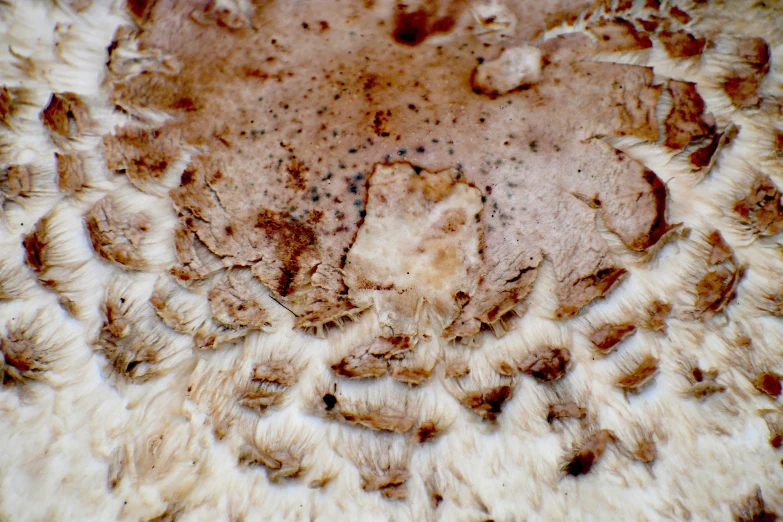 a fur texture with some spots, a pattern on it