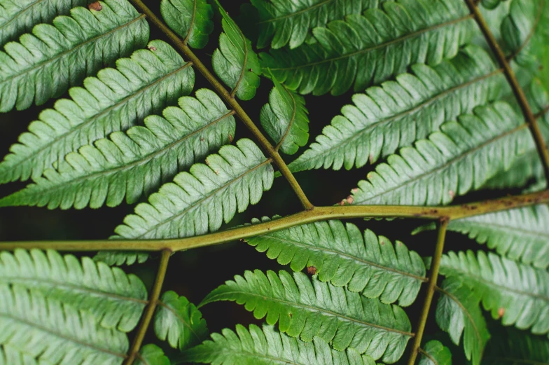 the green leaves have large, narrow stalks on them