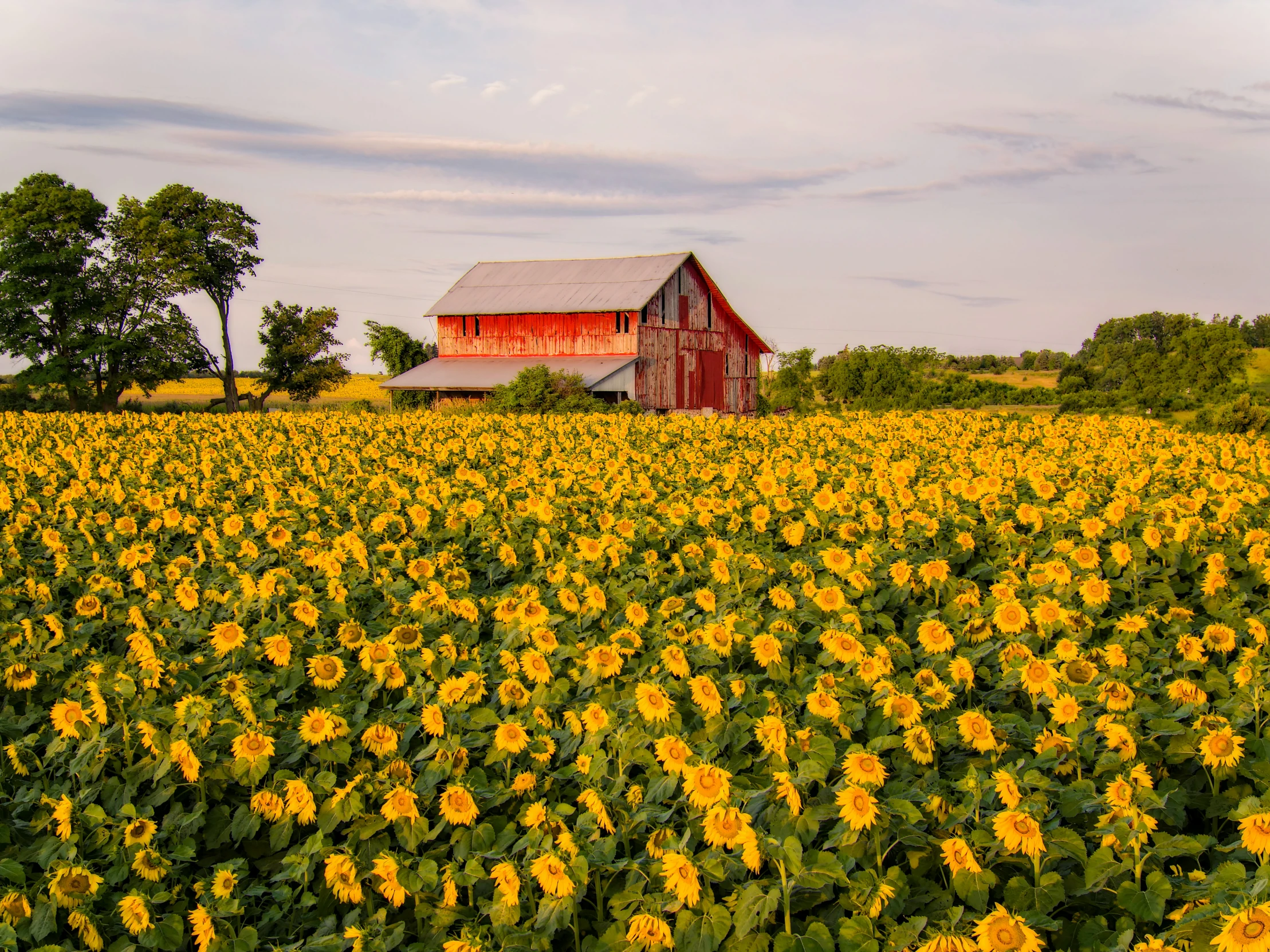 a large sunflower field with a barn in the background