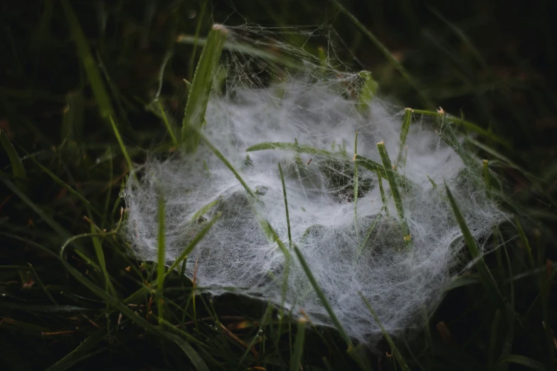 fluffy white bug on top of grass and a little bug crawling in the back