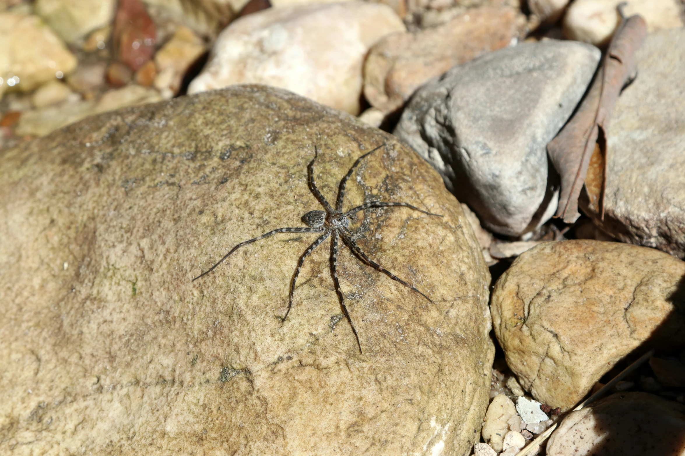 a spider crawling around a large rock surrounded by rocks