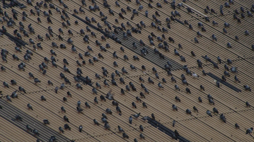 this is a very many pigeons gathering at the ground