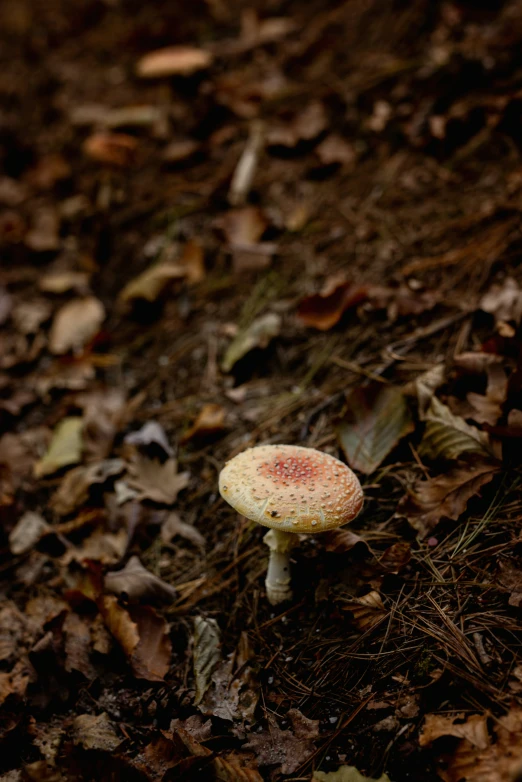 a mushroom sitting in the middle of leaves