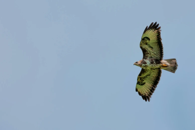 an eagle flies through the sky in a blue sky