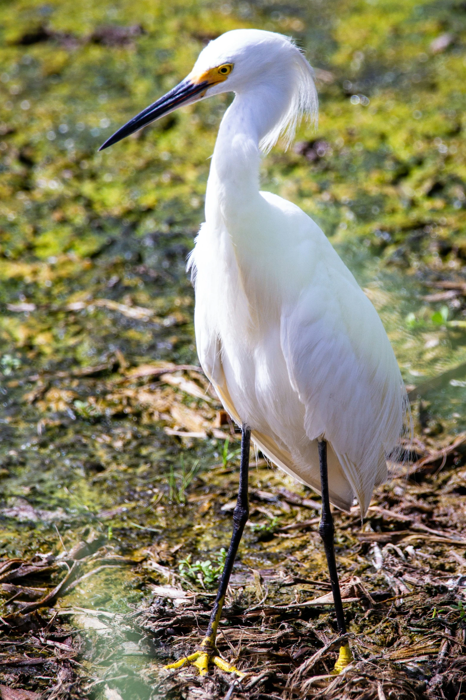 a white bird is walking in grass