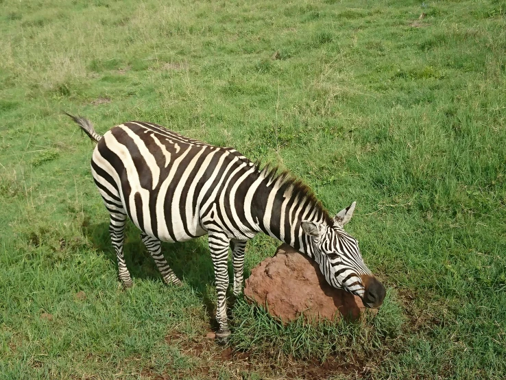 a lone ze is standing in the grass and eating from the ground