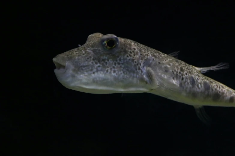 large fish with speckled body standing in water