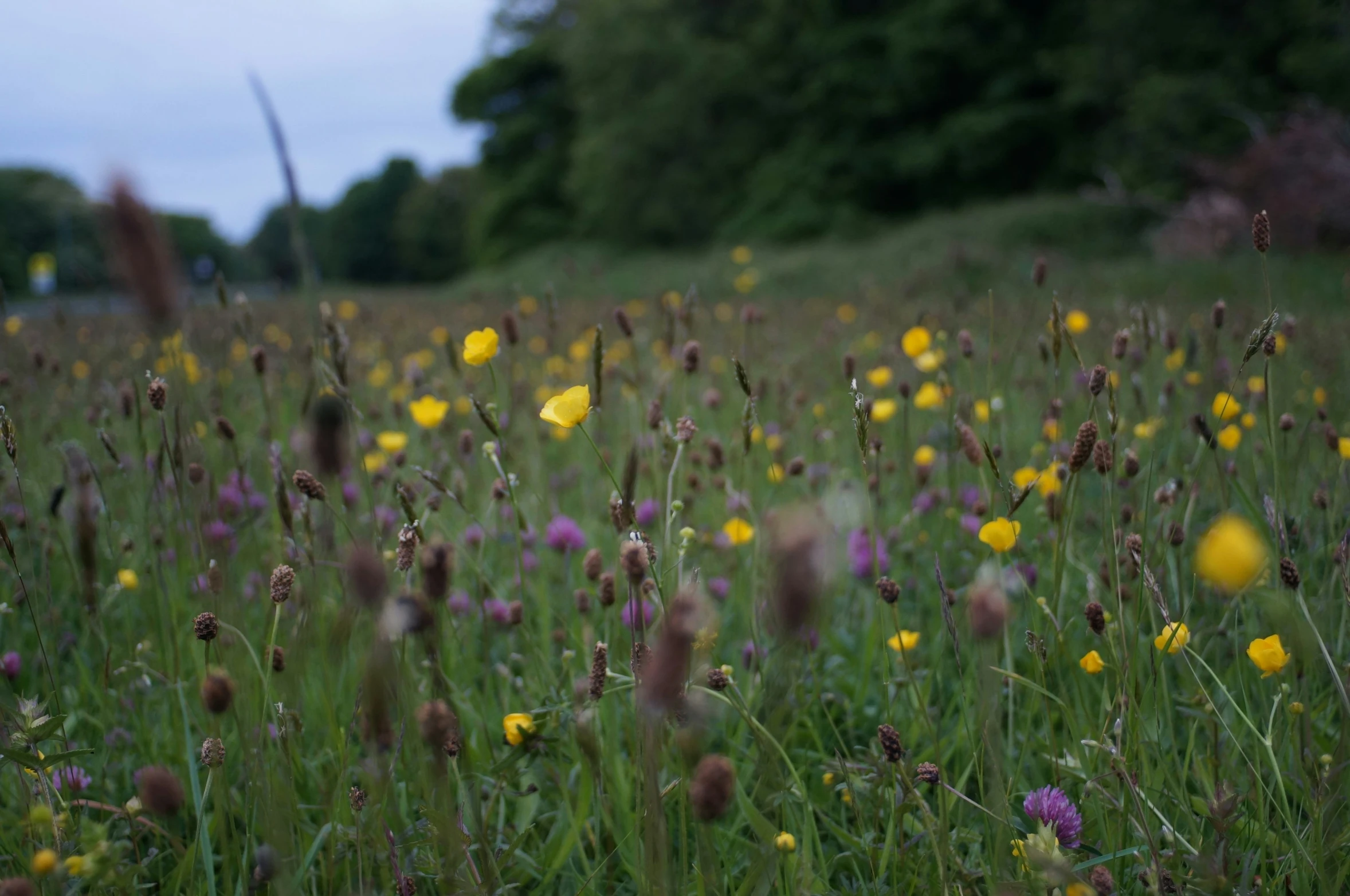 some purple and yellow flowers in some green grass