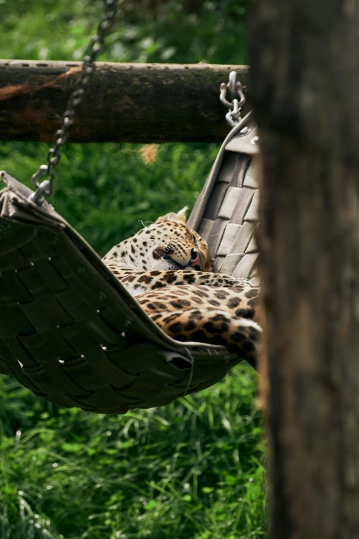 leopard lying on hammock suspended in forest