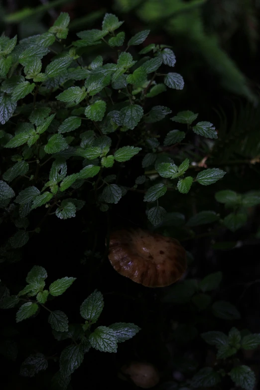 a mushroom laying on the ground among leaves