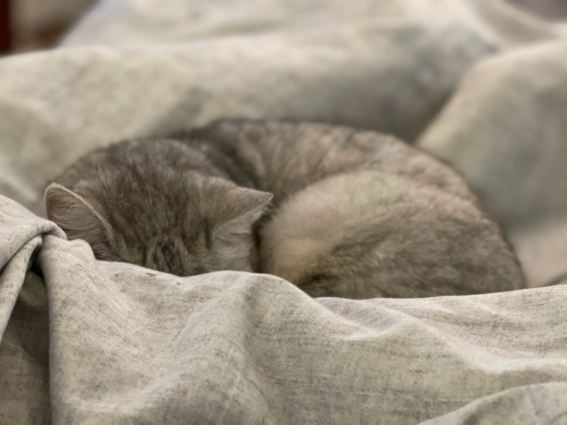 the kitten is sleeping peacefully on a bed