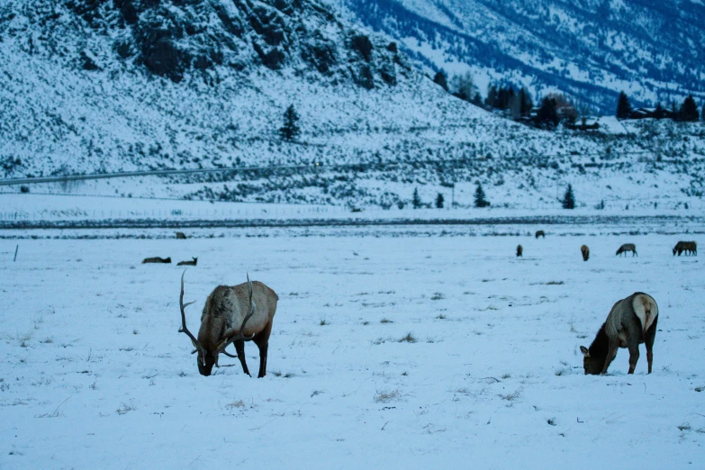 a group of animals that are in the snow