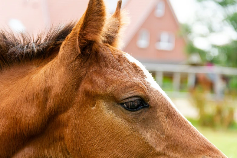 closeup of a horse in front of some houses