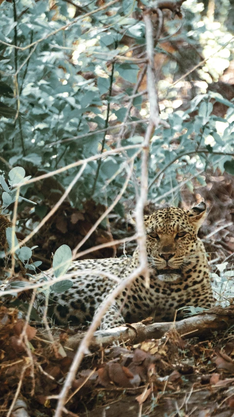 a leopard that is laying down in the woods