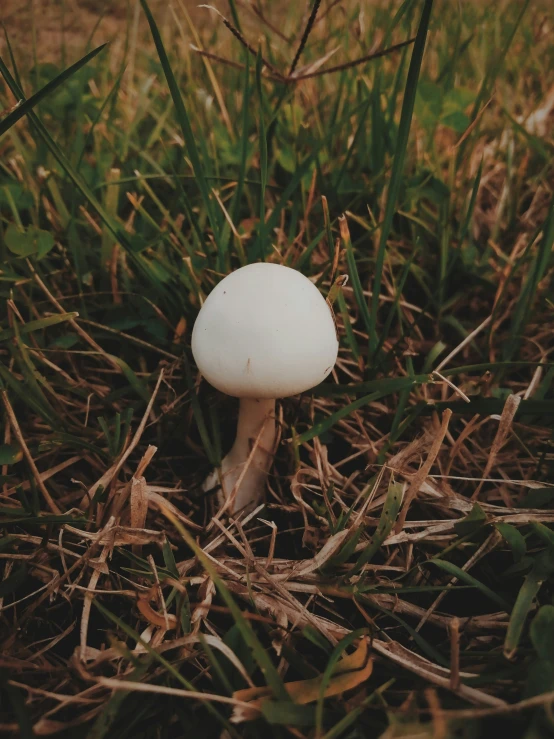 an white mushroom is growing through the grass