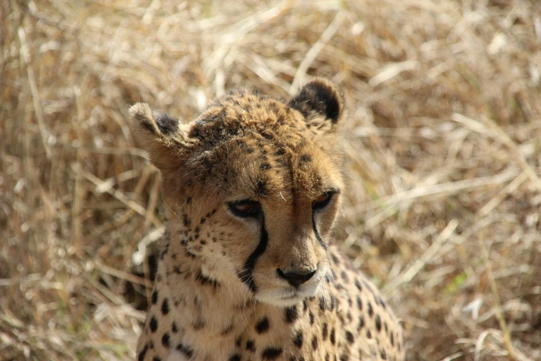 a cheetah laying in the bushes alone looking at soing