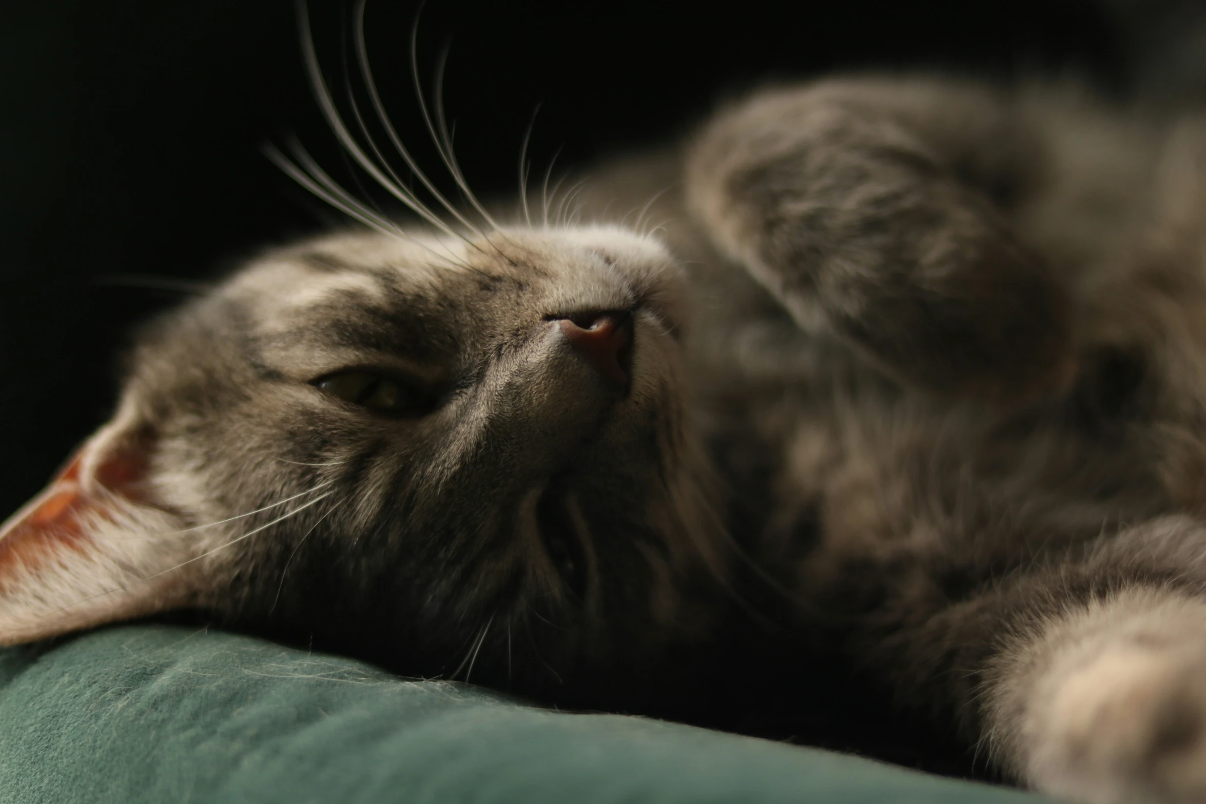 a cat is stretching on the back of a couch