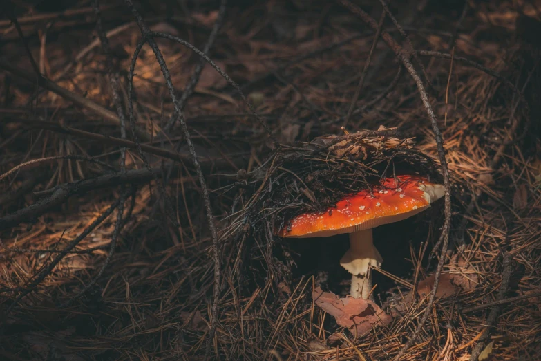 a mushroom with a black background in the woods