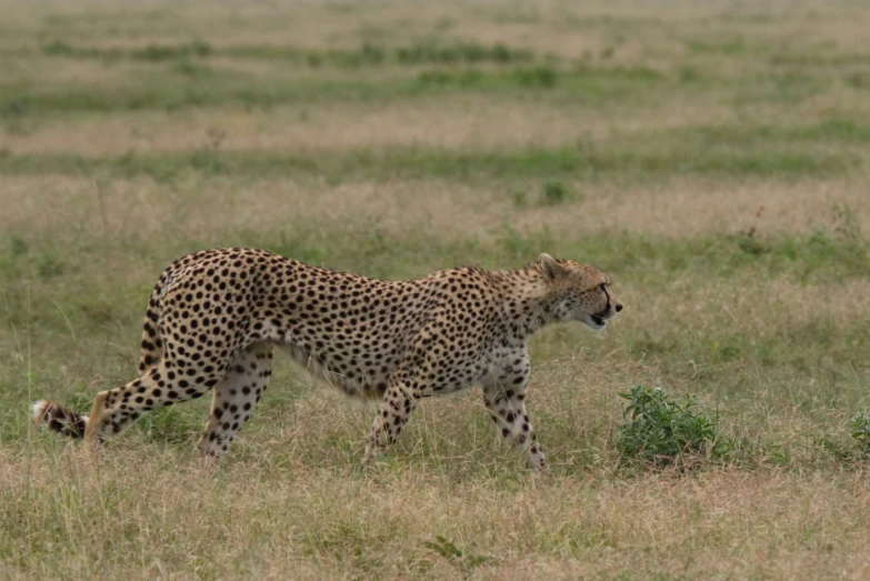 a cheetah walking across the grass looking for prey
